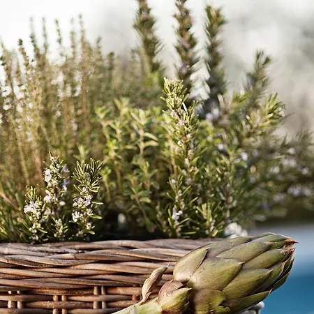 Il Tempo Di Zia Palmira - Agriturismo Il Risveglio Daire Imperia